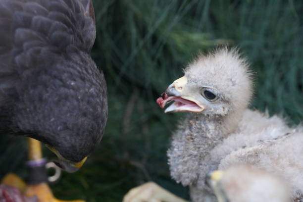 istock The Harris's Hawk takes care young hawks. 2157316101