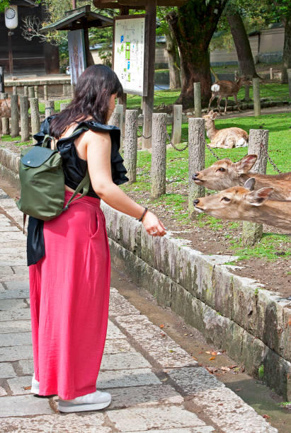 Young woman feeding deer, Nara Park, Nara, Nara Prefecture, Japan. Nara once capital of Japan is now the capital of Nara Prefecture, with significant temples and artwork dating to the 8th century. Deer roam in Nara Park, site of Tōdai-ji temple. Daibutsu. Honshu, Japan’s main island with most of the country’s major cities and cultural sites. From the busy global hub of Tokyo for finance, industry, fashion and cuisine to Mount Fuji, the iconic, snow-capped volcano and the city of Kyoto, famed for Zen temples, gardens and traditional geisha entertainment