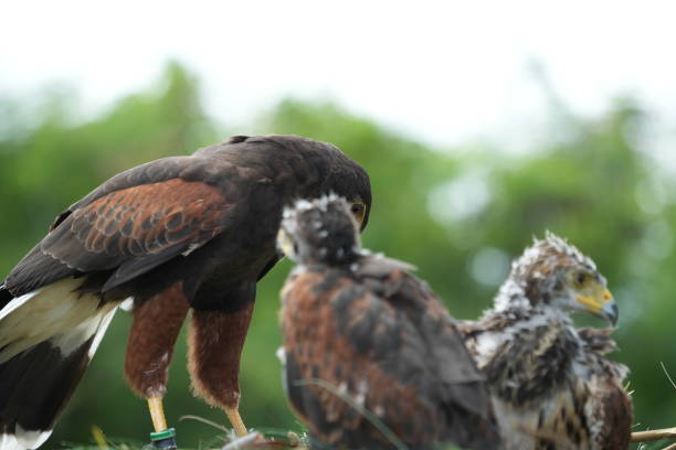 istock The Harris's Hawk takes care young hawks. 2157317180