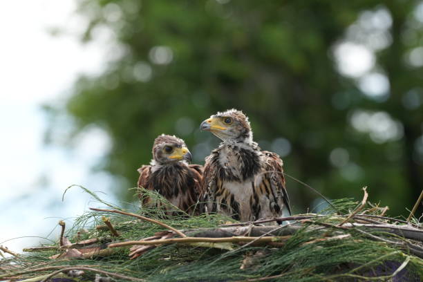 istock The Harris's Hawk takes care young hawks. 2157317205
