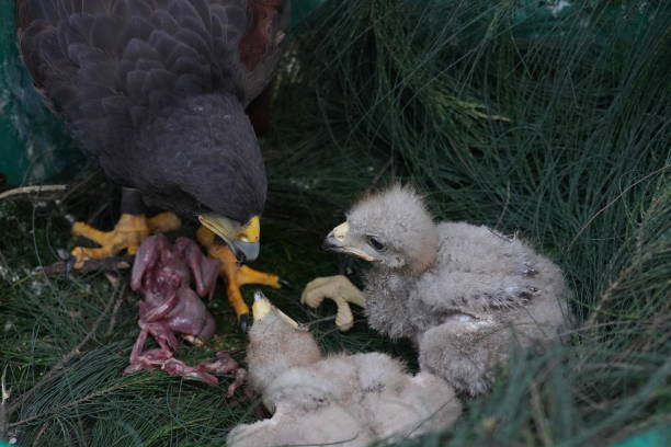 istock The Harris's Hawk takes care young hawks. 2157318595