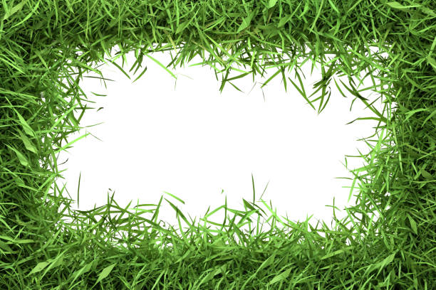 istock A lush green grass border frames a central white space, ideal for eco-themed messages and designs 2157318669