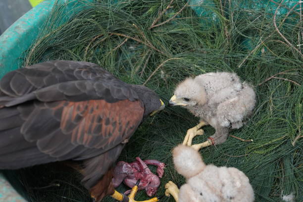 istock The Harris's Hawk takes care young hawks. 2157318751
