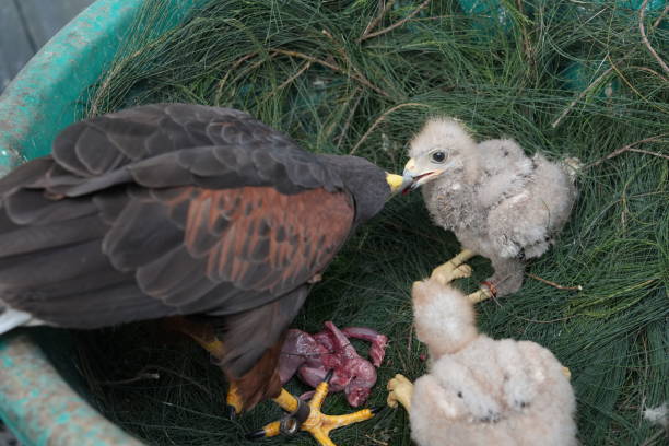 istock The Harris's Hawk takes care young hawks. 2157318888