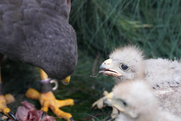 istock The Harris's Hawk takes care young hawks. 2157318900
