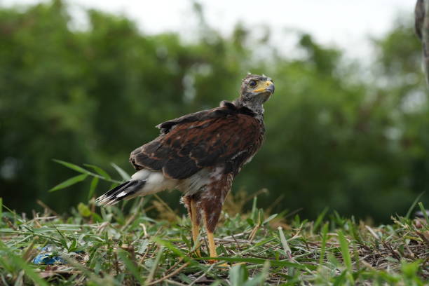 istock The Harris's Hawk takes care young hawks. 2157318998
