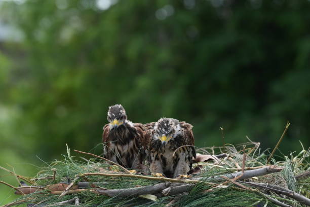 istock The Harris's Hawk takes care young hawks. 2157319137