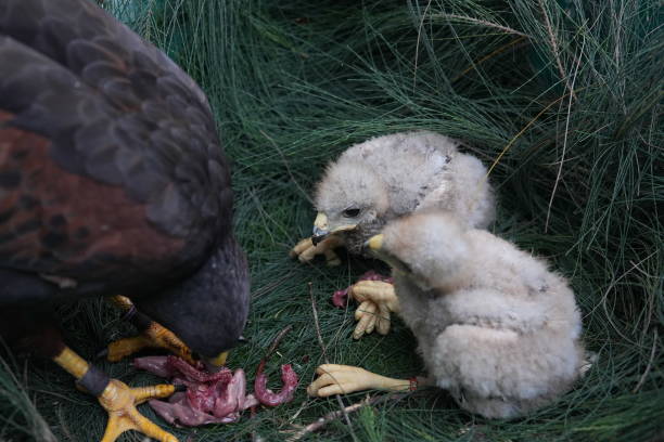 istock The Harris's Hawk takes care young hawks. 2157319297