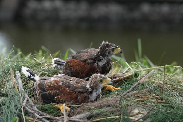 istock The Harris's Hawk takes care young hawks. 2157319470
