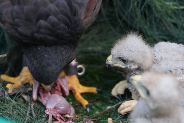 istock The Harris's Hawk takes care young hawks. 2157319504