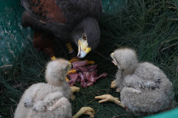 istock The Harris's Hawk takes care young hawks. 2157319625