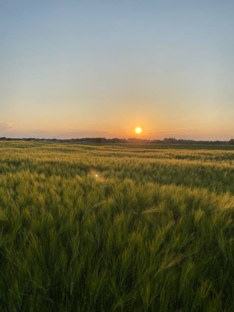 istock beautiful sunrise on a field with green grass relax 2157319859