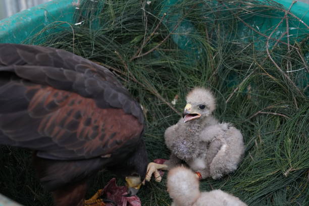 istock The Harris's Hawk takes care young hawks. 2157319876