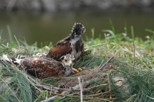 istock The Harris's Hawk takes care young hawks. 2157319906