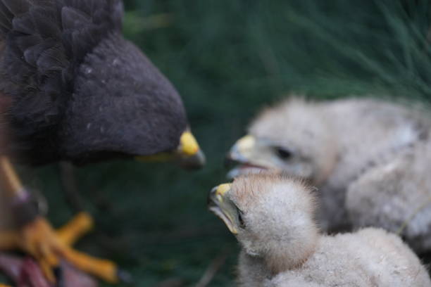 istock The Harris's Hawk takes care young hawks. 2157320041