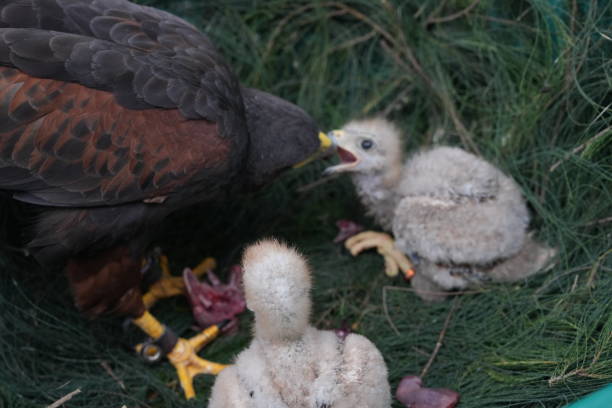 istock The Harris's Hawk takes care young hawks. 2157320075