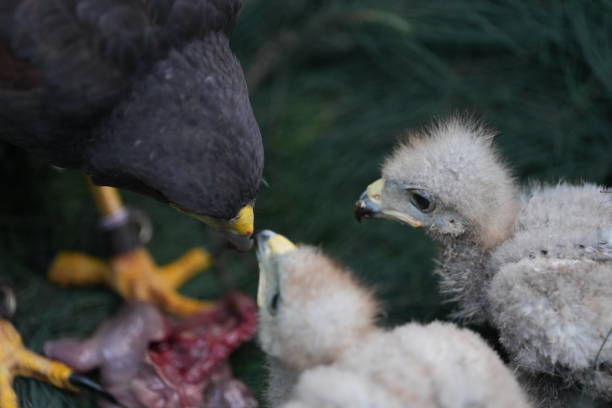 istock The Harris's Hawk takes care young hawks. 2157320098