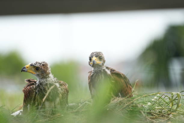 istock The Harris's Hawk takes care young hawks. 2157320342
