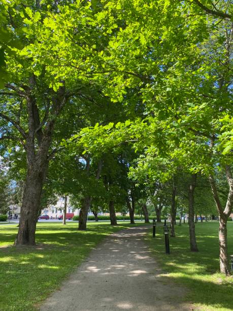 istock green forest with trees for relaxation and rest in the fresh air 2157320376