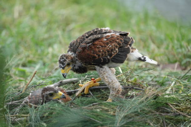 istock The Harris's Hawk takes care young hawks. 2157320482