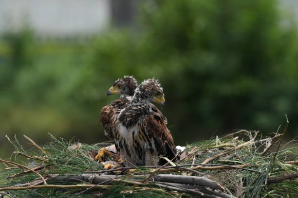 istock The Harris's Hawk takes care young hawks. 2157320534