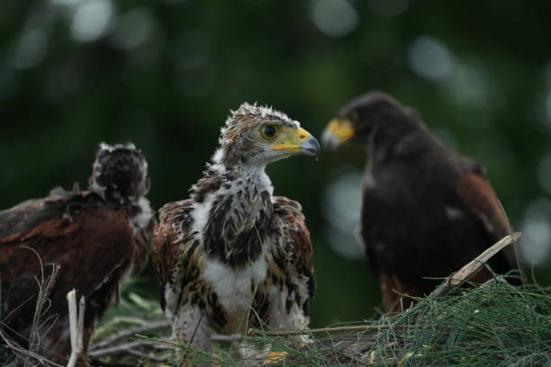 The Harris's Hawk takes care young hawks.