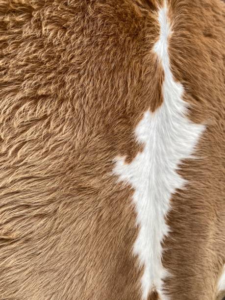 istock Background of cows fur 2157321692