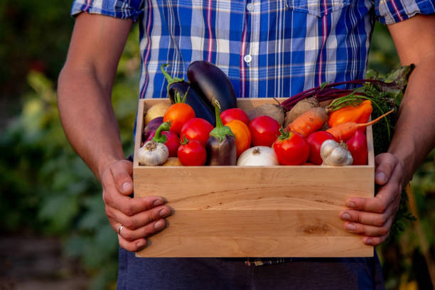 istock male farmer holding a box with vegetables. Selective focus 2157322160