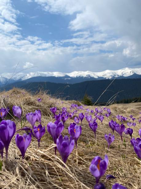 istock Beautiful purple crocuses in mountains meadow 2157322314