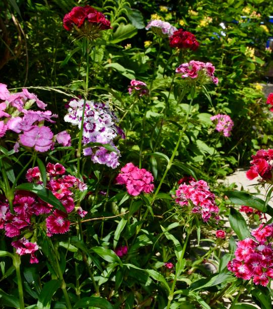 istock sweet William, dianthus barbatus in Bavaria 2157324907
