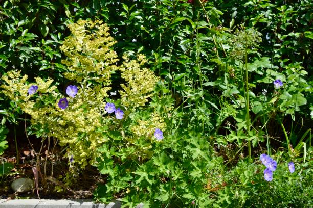 istock combination of meadow cranes's-bill, geranium pratense ,,rozanne,, and mediterranean sprunge, euphorbia characia 2157325045