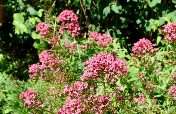 istock red valerian, valeriana rubra in a flower bed 2157325056