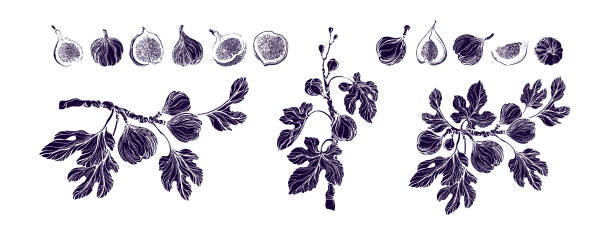 Figs grunge texture collection. Vector botanical branch, engraved fruit, vintage leaves. Art hand drawn of ficus carica illustration isolate on white background. Sweet exotic food. Farm harvest