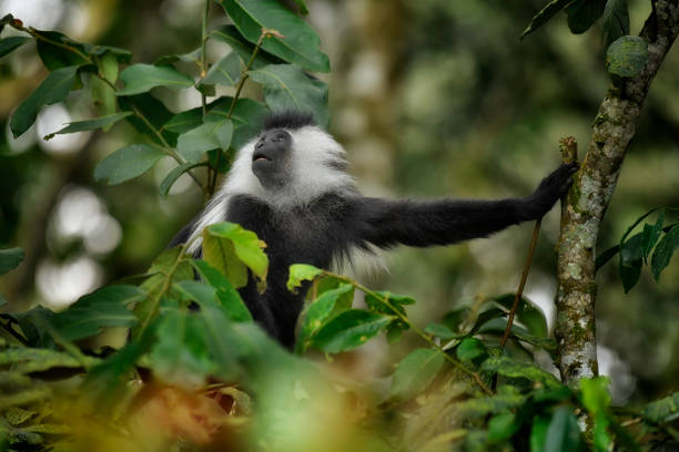 Primate species, including a Javan langur or leaf monkey (Lutung) are seen resting on wooden and natural tree structures within their tropical enclosures at Ragunan Zoo