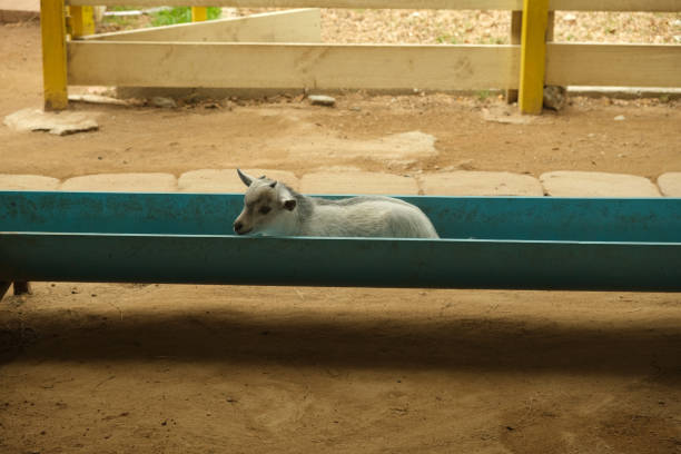 The backside of a small baby goat