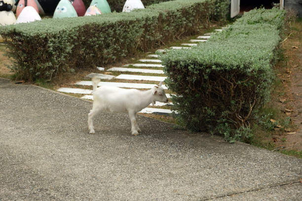 little white goat eating leaves from a bush