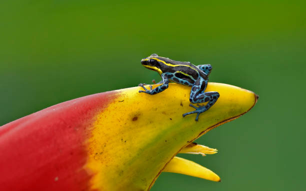 istock Poison dart frog Ranitomeya Imitator Lowland on a Heliconia flower 2157325306