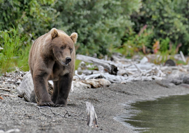 A Brown Bear mother (sow) in seen in this photo walking on a lake beach.  The Bear is in full focus close up and looking towards the water.  This bear was photographed in Katmai National Park in Alaska.