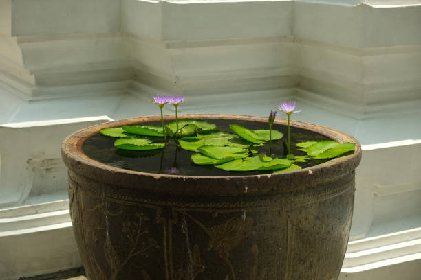 lily flower in a clay vase