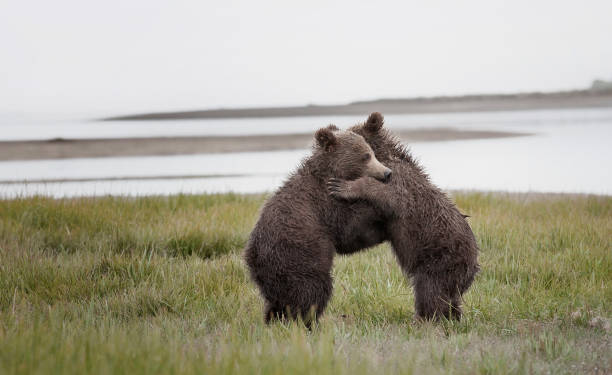 Two spring Brown Bear cubs in a bear hug on an ocean beach in Katmai National Park