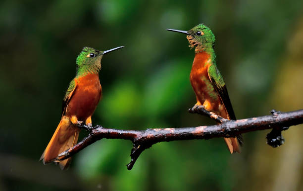 istock Chestnut-breasted coronet hummingbirds staring at each other for a perching spot 2157326154