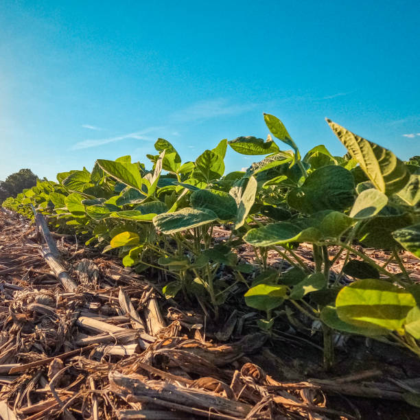 istock Young Soybean Crops in an Agricultural Field 2157326759