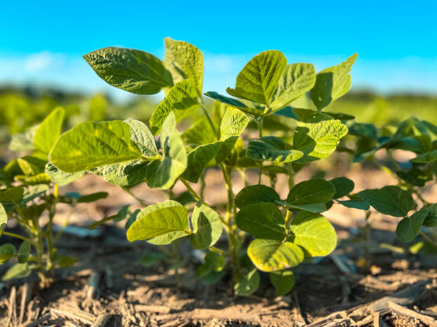 istock Young Soybean Crops in an Agricultural Field 2157326833