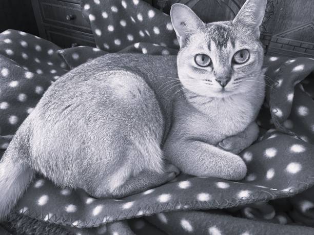 A purebred female Burmilla cat relaxing on a polka dot blanket, captured in a black and white photograph.