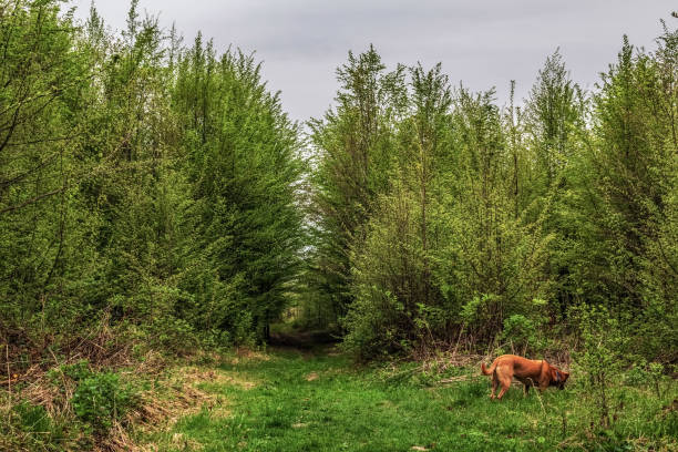 Macro  -  Forest - Europe, Romania, Suceava region