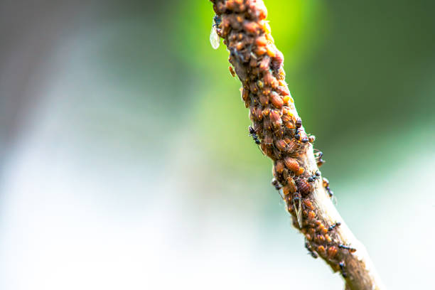 Aphid community on branch.