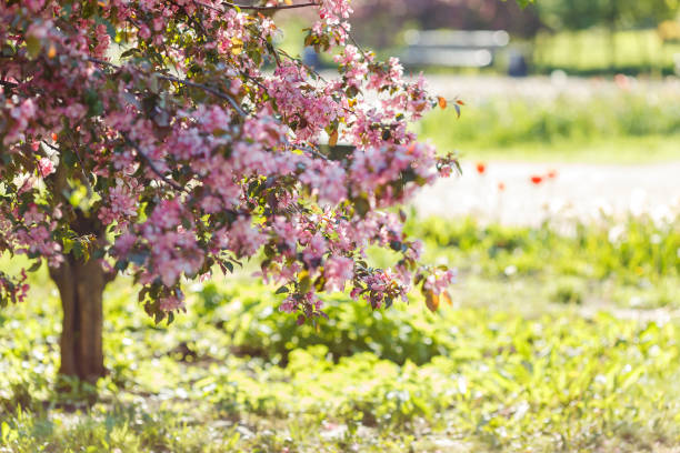 Pink cherry blossom trees, in the garden in sunlight. Close up