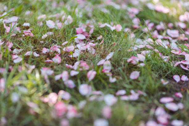 Pink cherry blossom petals lie on the grass on ground. Close up