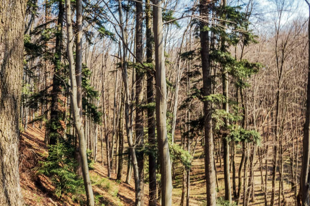 Forest - Europe, Romania, Suceava region