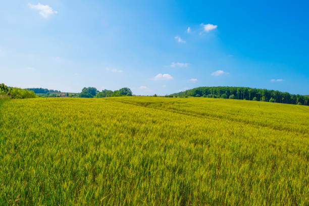 Endless golden wheat fields sway gently in the breeze under a bright blue sky. The lush stalks promise a bountiful harvest. This serene landscape epitomizes rural beauty and agricultural abundance.